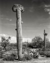 SONORAN UNICORN V.1