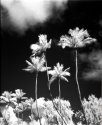 Infrared Palms