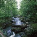 Summer Stream