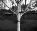 Silver Birch