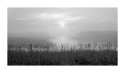 Marsh
