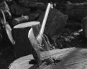 Wood Spirit 2-009