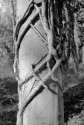 Tree Climber