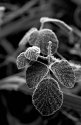 Late winter morning frost - 1