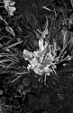 Late winter morning frost - 4