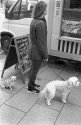Two Small Dogs