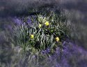 Warley Wildlife Reserve 04