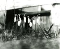 SnowDrops