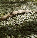 Woodland Texture
