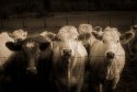 Three Cows