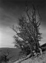 Bristlecones 2