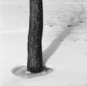 Tree With Ice