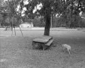 Lily at Memorial Park Picnic Area, Houston