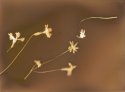Blown by the wind (Sun Spring II)