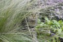 Day of Camouflage