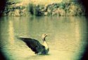 Goose Washing 02