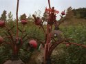 Eden Project - 3