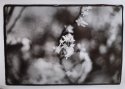 Blossom