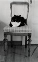 Cat on chair