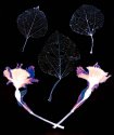 Lumen Fine-Art--1