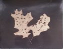 Leaf Lumen-2020