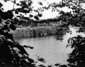 Lions Point