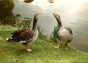 Goose Talk