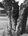 Cork Tree