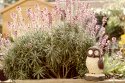 Lonely Owl