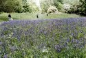 Bluebell Walkers