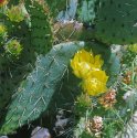 Cactus Flowers
