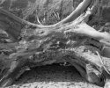 Tree on the beach