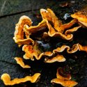 Fungi