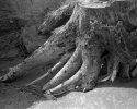 Tree on the beach - 2