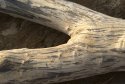 Another tree trunk - 1