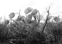 Crocus