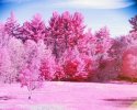 Backyard Aerochrome