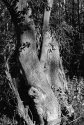 Afternoon tree - 1