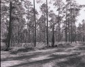 WG Jones State Forest