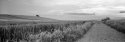 Campo ...
