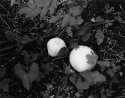 Forest Fungi-1