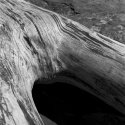 Dead Wood