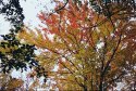 Color Plus - Fall Trees