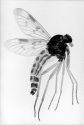 Leptis Scolopacea