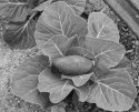 Cabbage Patch Baobab