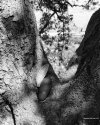 Dramatic Baobab
