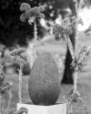 Presenting Baobab