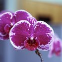 Learning macro photography.