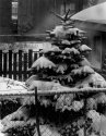 Snow Tree