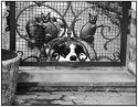 Sleeping on Guard ?